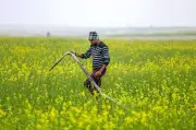 Weather Havoc Damages Punjab's Flower and Vegetable Crops, Farmers Seek Relief