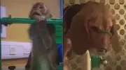 Weight Loss Jab Animal Testing Exposed: UK Lab Images Reveal Cruel Reality