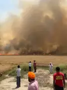 Wheat Crop on 250 Acres Destroyed by Fire in Muktsar and Fazilka Villages