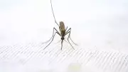 WHO Approves First Malaria Drug for Newborns and Infants