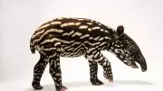Why Baby Tapirs Look Like Walking Watermelons: Camouflage Explained