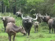 Wild buffaloes return to MP after century in landmark conservation move