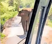 Wild Elephant Attacks KSRTC Bus in Kerala Forest, Passengers Terrified