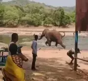Wild Elephant Charges into Tourists at Sangama in Bengaluru, Woman Injured