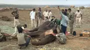 Wild Elephant Rescue Efforts Continue in Chamarajanagar as One Remains Stuck