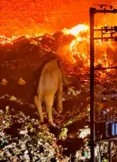 Wild Tusker Padayappa Narrowly Escapes Munnar Waste Plant Fire