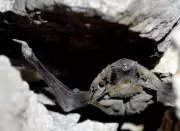 World Heritage Day: Bats Illuminate Tughlaqabad Fort's Hidden Ecological Secrets