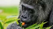 World's Oldest Captive Gorilla Fatou Celebrates 69th Birthday at Berlin Zoo