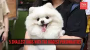 World's Tiniest Dog Breeds: Small Size, Giant Personalities
