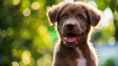10 Adorable Puppy Names That Make Dogs Sound Even Cuter in Real Life