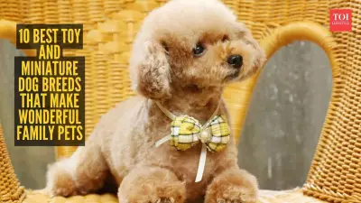 10 Best Toy and Miniature Dog Breeds for Wonderful Family Pets