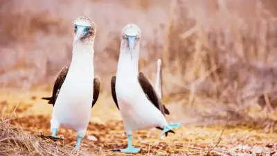 10 Birds with Hilariously Awkward Names and Where to Find Them