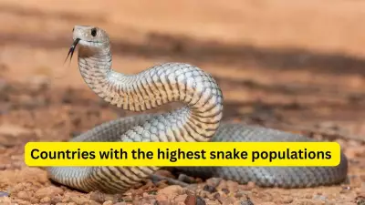 10 Countries with Highest Snake Populations and Safety Tips for Travelers