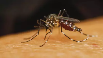 10 Countries with Most Mosquitoes: Does India Make the List?
