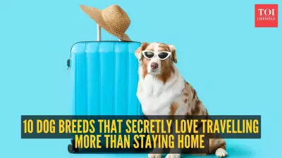 10 Dog Breeds That Love Traveling More Than Staying Home