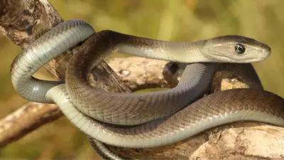 10 Fascinating Facts About the Black Mamba, the World's Fastest Snake