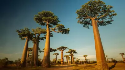 10 Strangest Trees in the World and Where to Find Them
