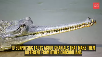 10 Surprising Facts About Gharials That Set Them Apart from Other Crocodilians