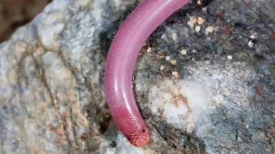 10 Tiny Snakes So Small You Might Mistake Them for Worms