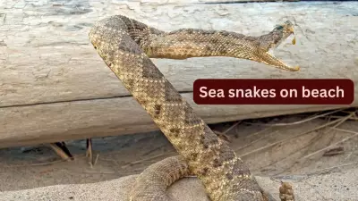 10 Unique Sea Snakes and Where Travelers Can Spot Them on Beaches Worldwide