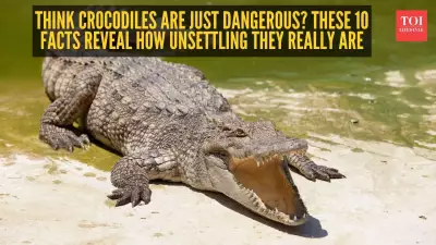 10 Unsettling Facts About Crocodiles That Will Change How You See Them