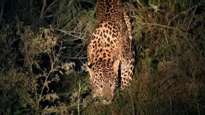 10-Year-Old Boy Dies in Leopard Attack in Chamarajanagar