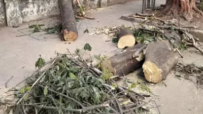 14-Year-Old Girl Dies After Tree Crash in Mumbai, Friend Critical