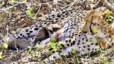 4 Cheetah Cubs Found Dead in MP's Kuno Park, Carcasses Partially Devoured