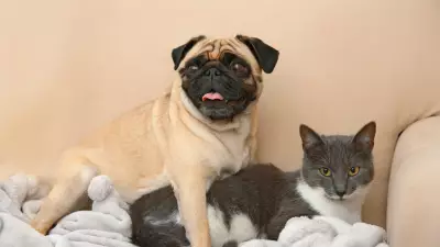 4 Dog Breeds That Get Along Well With Cats: A Guide for Pet Owners