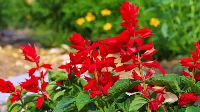 5 Best Plants to Grow in UK Gardens This June for Vibrant Summer Display