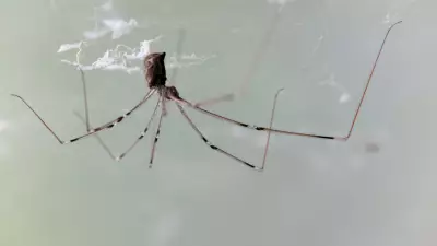 5 Common Kitchen Bugs Hiding Behind Your Refrigerator and Appliances