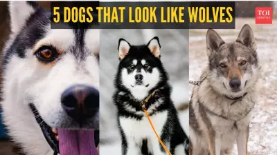 5 Dog Breeds That Are Often Mistaken for Wolves