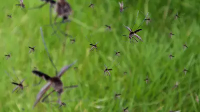 5 Easy Ways to Prevent Mosquito Bites and Keep Them Away from Home