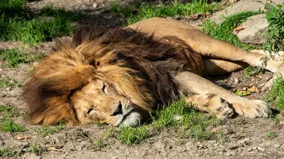 5 Lions Dead in Gir; 2 Cubs Succumb to Suspected Viral Infection: Gujarat Govt