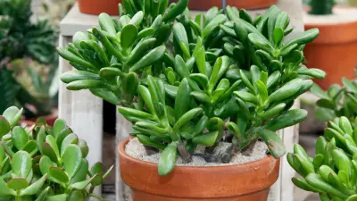 5 Mindful Steps for Office Workers to Grow Jade Plants for Prosperity