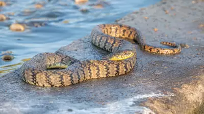 5 Most Snake-Dense Waterways in Mississippi You Should Know