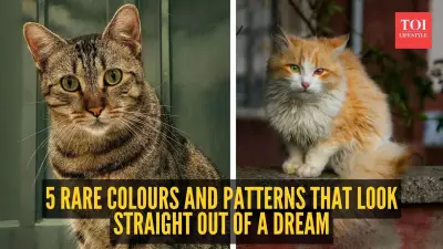 5 Rare Cat Colors and Patterns That Look Unreal but Are Natural
