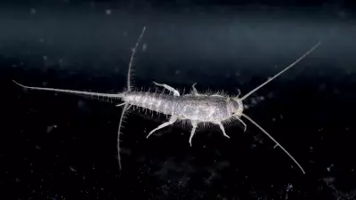5 Simple Remedies to Keep Silverfish Away and Protect Your Books and Clothes