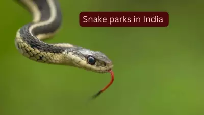5 Snake Parks in India to Spot Rare and Venomous Species and How to Reach Them