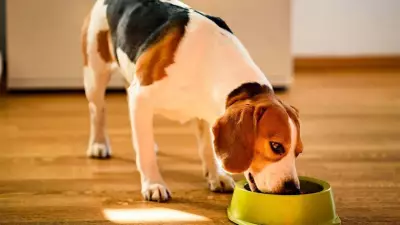 5 Toxic Foods Vets Warn Every Dog Owner to Avoid Immediately