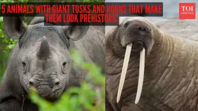 5 Wild Animals Whose Giant Tusks and Horns Look Prehistoric