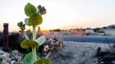 6 Indian Heat-Resistant Plants for Balcony Gardens During Delhi Heatwave