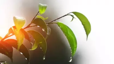 6 Plants That Thrive During Indian Monsoon Without Root Rot