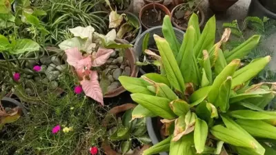6 Plants to Naturally Cool Your Terrace During Indian Summers