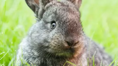 6 Rabbit Body Language Signs: Happy or Stressed? Decode Your Bunny's Feelings
