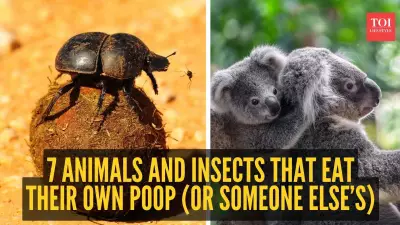 7 Animals That Eat Poop for Survival and Nutrition