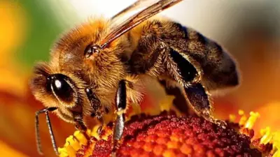 7 Astonishing Bee Facts That Will Change How You See Them