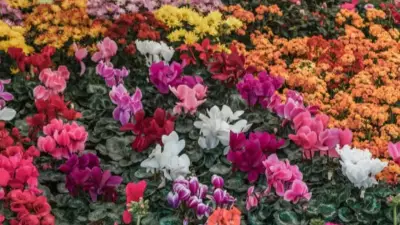 7 Beautiful Flowers That Bloom All Year and Keep Your Garden Colourful