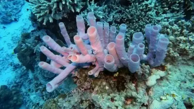 7 Brainless Creatures That Survive and Thrive in Nature