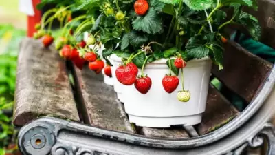 7 European Fruits Perfectly Suited for Balcony Gardening This Season